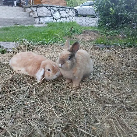 Dirnbergerhof موندزي