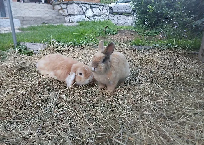 Dirnbergerhof موندزي