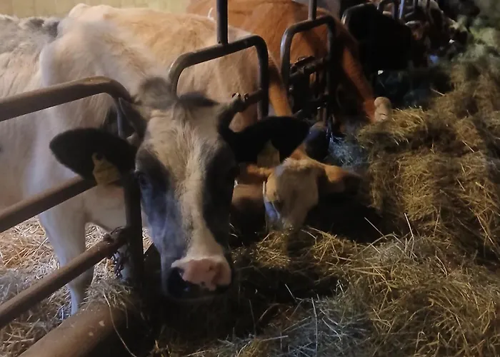 Dirnbergerhof Διαμέρισμα